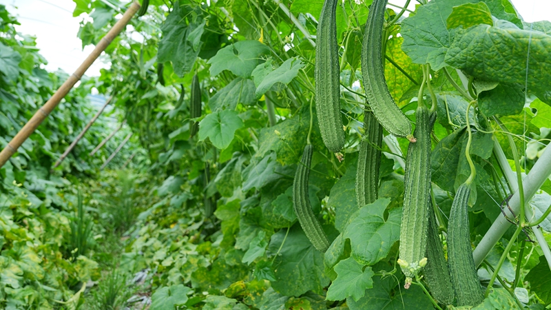 硕果累累的丝瓜种植基地。吴麟钦 摄