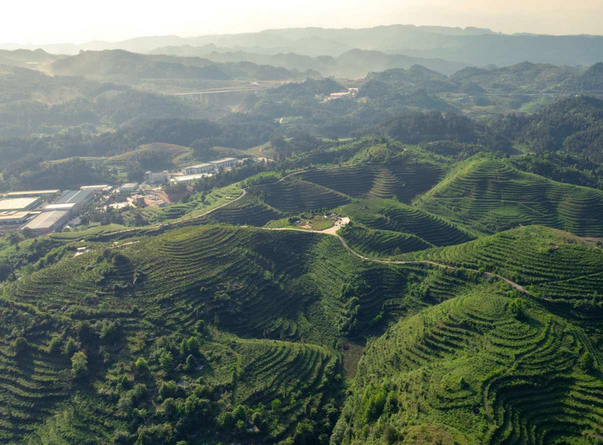山王果连片刺梨种植基地。