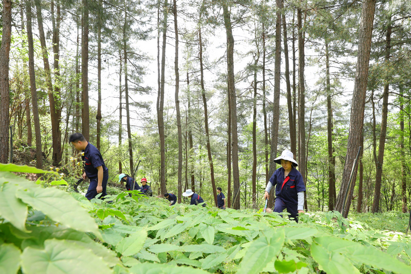 村民正在給箭葉淫羊藿除草。