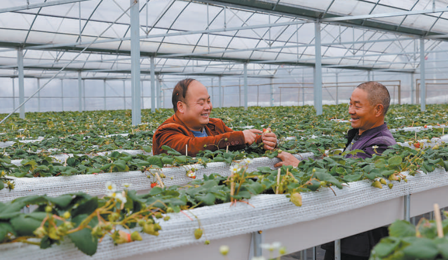 李世瑤（左）為村民講解草莓種植技術。
