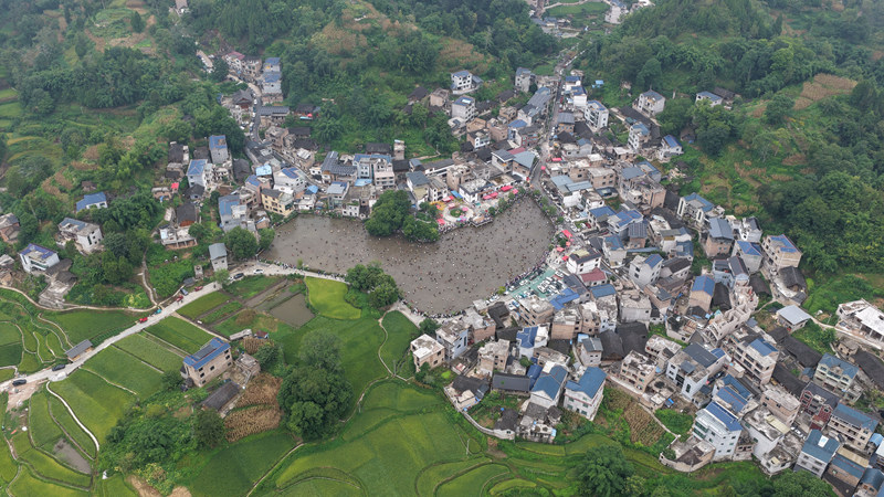 圖為千人捉魚現場。張大美攝