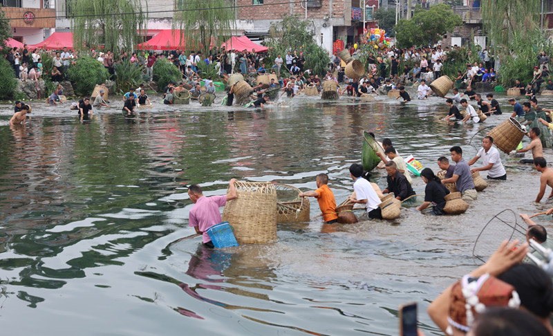 圖為村民下塘捉魚的瞬間。楊健攝