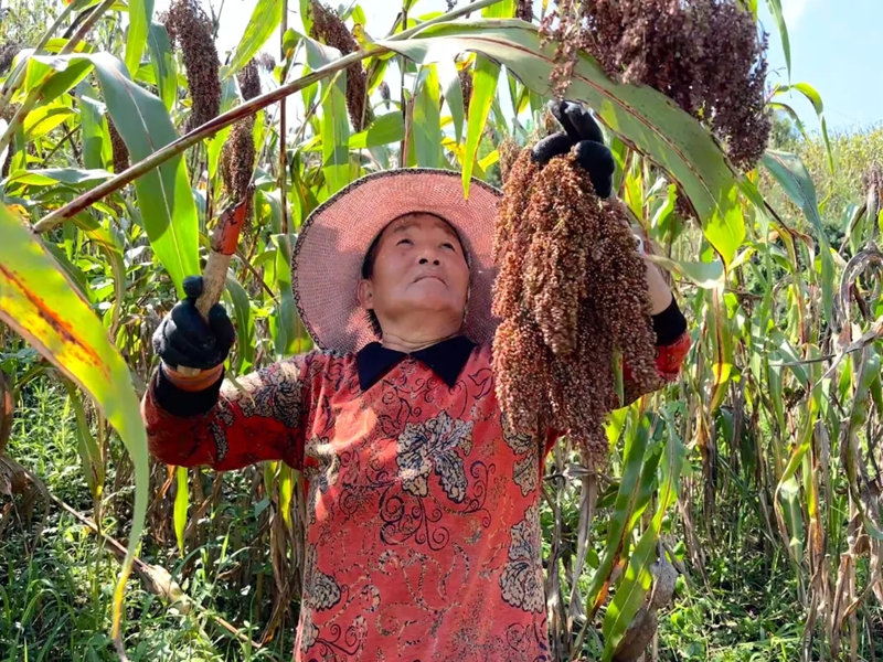 農戶揮鐮採收火紅高粱穗。刁苓沙 攝.jpg