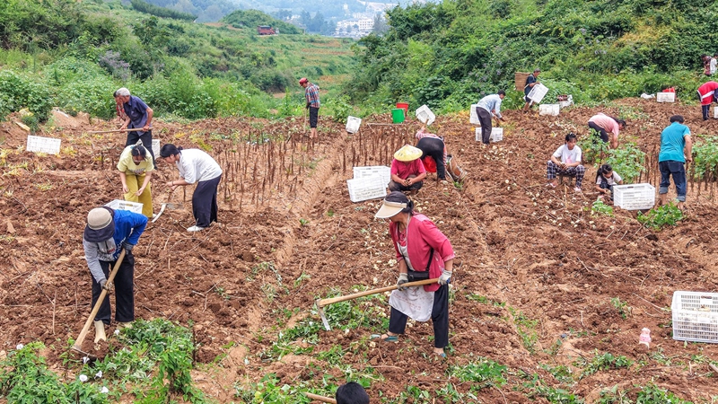 村民们分工协作.jpg