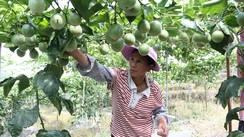 丰收“香气”飘，独山麻尾镇南门村百香果产销两旺。