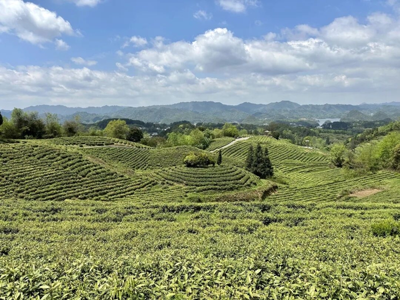 4、神鹊茶场。.jpg