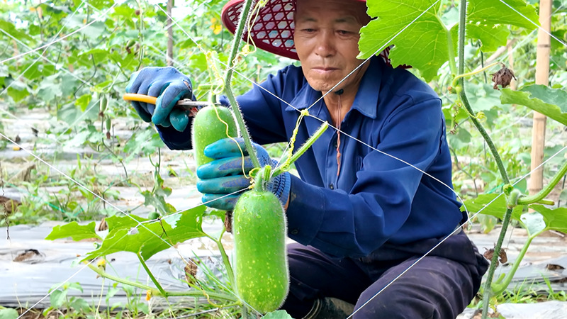 工人正在剪摘毛瓜。