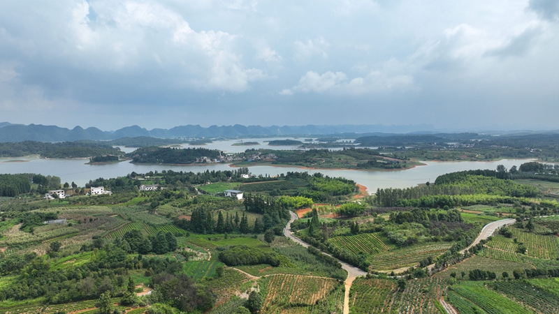 右二村辣椒基地航拍.jpg