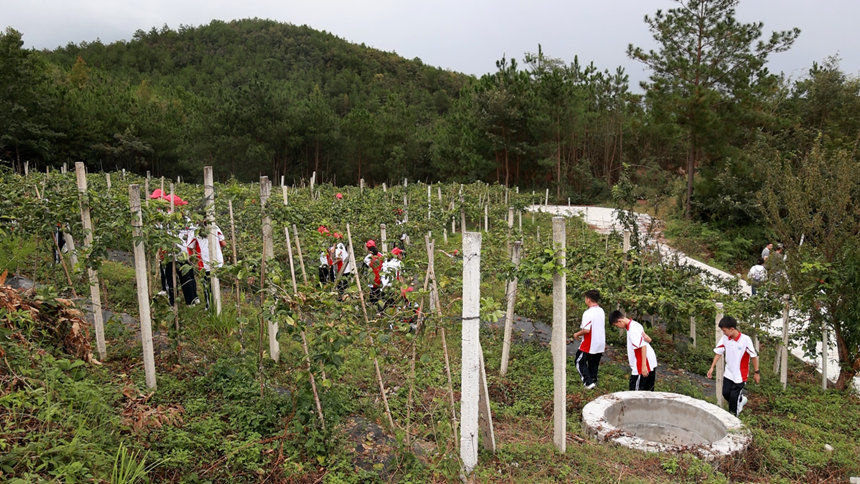 同学们在百香果基地体验农耕文化P。