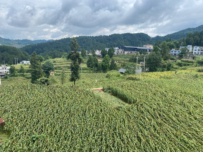 1、今年高大坪鎮高粱訂單種植面積達24060畝，經過全面測產核驗，平均畝產達到340公斤，產量表現穩定。