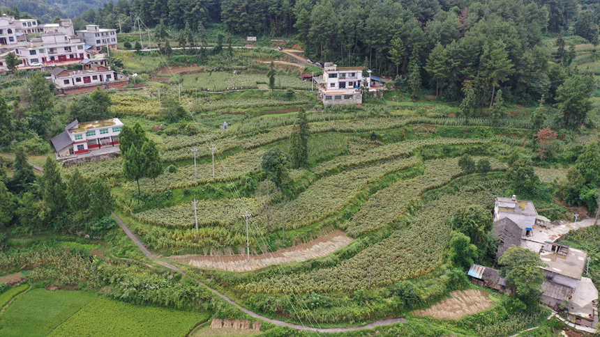 2、在仁懷市高大坪鎮青峰村高粱種植示范基地，連片的紅高粱綴滿枝頭、迎風搖曳，色澤紅潤、顆粒飽滿。 