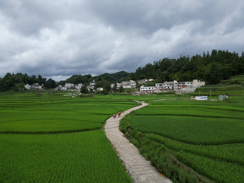 织金县牛场镇水城村稻田美景。