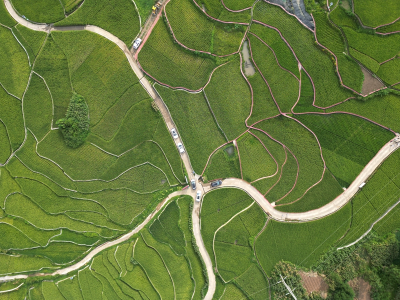 织金县牛场镇后坝村稻田美景。