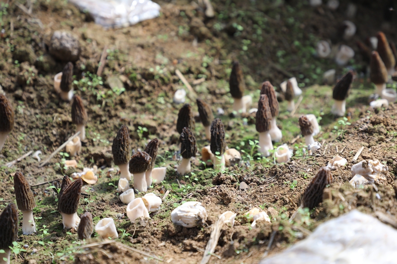羊肚菌。