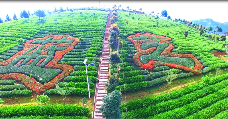 南龙富硒茶产业园。