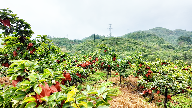 图为黄梨种植基地。
