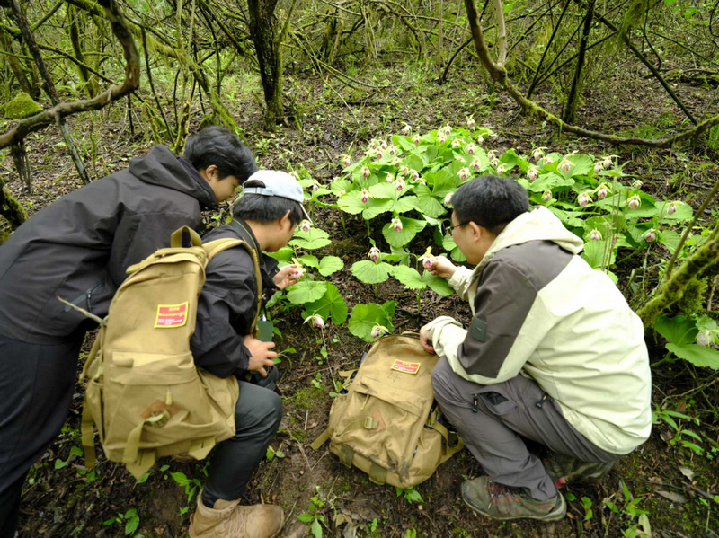 监测人员观察野生兰科植物生长状况。吴江华摄