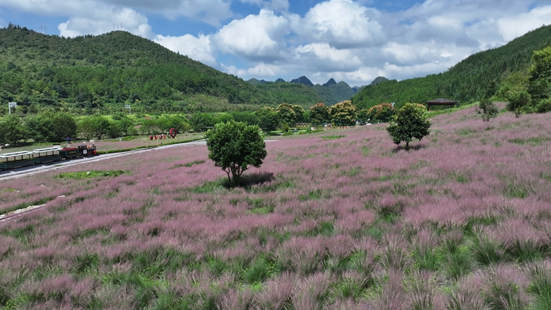 粉黛花海。