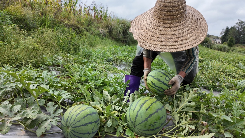 工人正在瓜地里摘西瓜，