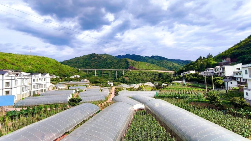 4、大棚基地连片铺开，特色农业绘就乡村振兴画卷。习水县融媒体中心供图
