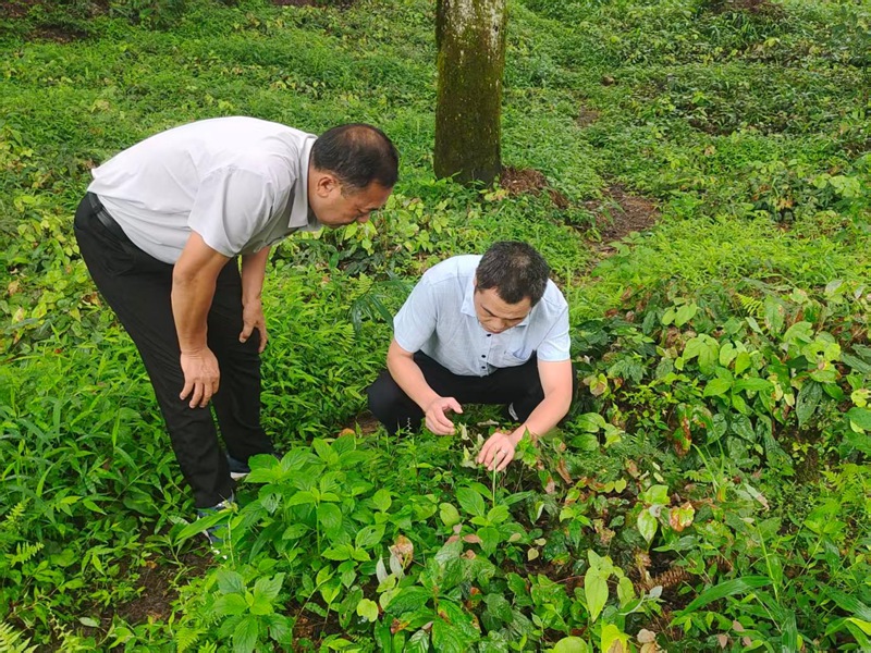 中药材专班正在进行淫羊藿种植指导。