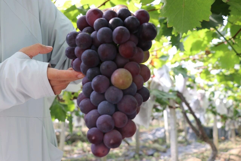 2 图为G212沿线葡萄种植园里果实饱满的葡萄