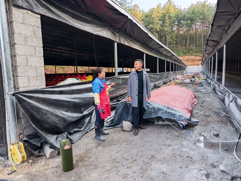 3 图为饶洁鑫了解养鸭大棚建设情况