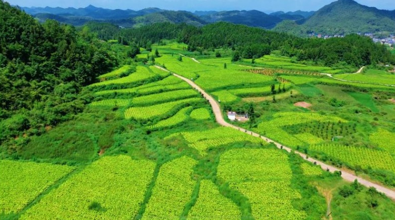 長坪鄉煙田。