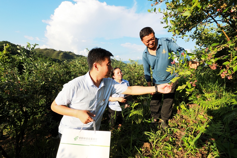 4、客户经理走访蓝莓种植大户。