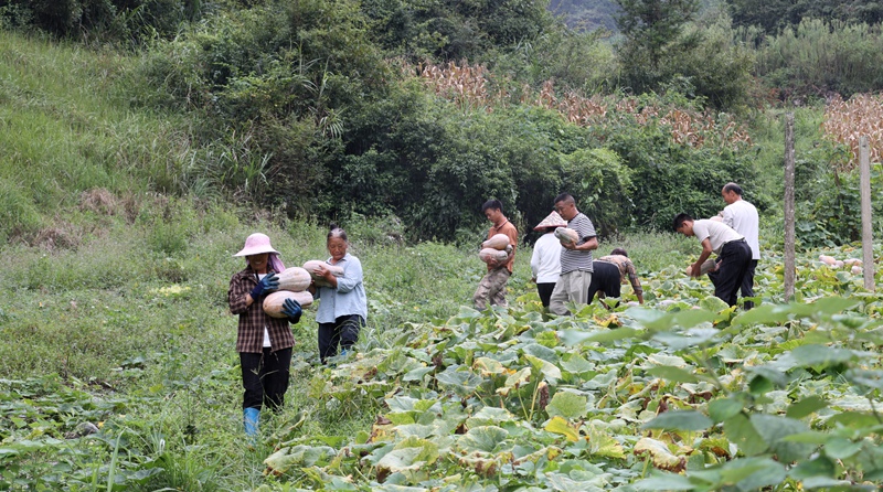獨山玉水鎮:蜜本南瓜獲豐收 上門收購解民憂 (1)