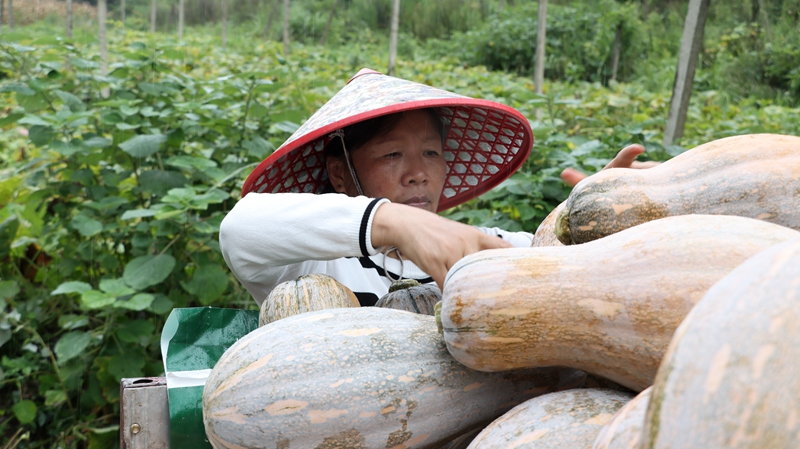 獨山玉水鎮:蜜本南瓜獲豐收 上門收購解民憂 (4)