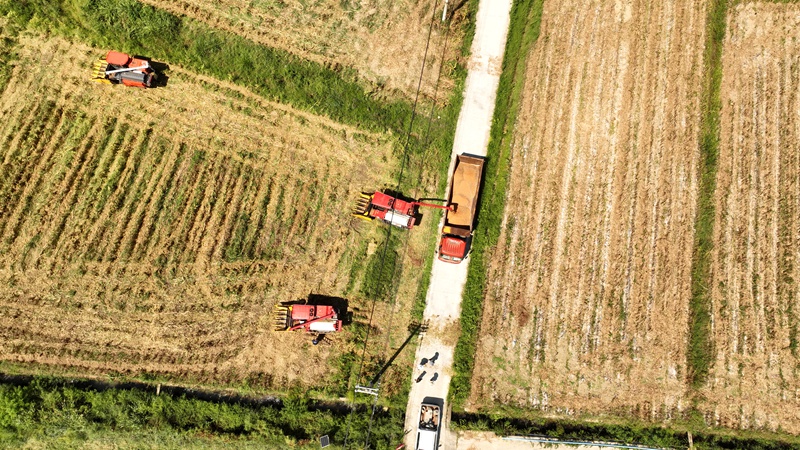 3 依托大型收割機，切割、脫粒、清雜一體化高效完成，飽滿的高粱籽粒源源不斷裝入運糧車，全程機械化作業省時省力、高效快捷 李前勇攝