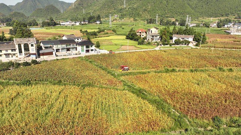 4 在貴州綏陽，火紅的高粱鋪滿鄉野田間，機械化採收作業全面鋪開 李前勇 攝