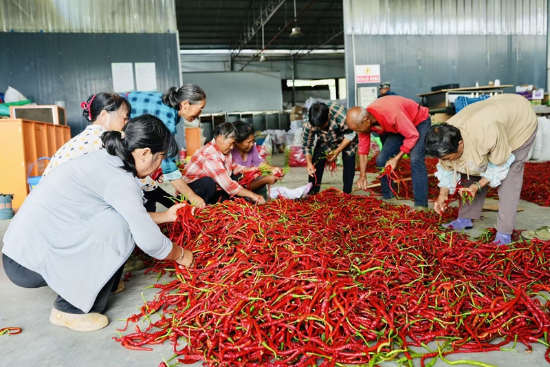 团圆社区易地扶贫搬迁的群众正在忙碌的采摘、分拣辣椒
