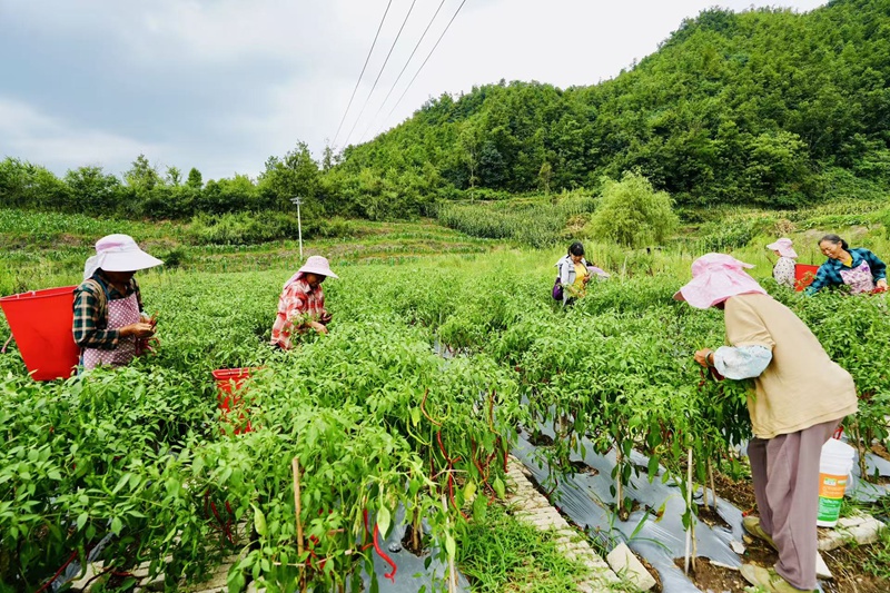 团圆社区易地扶贫搬迁的群众正在忙碌的采摘、分拣辣椒2
