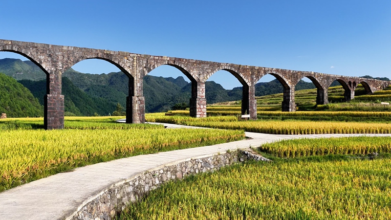 稻浪翻涌！快來邂逅獨山高岩梯田的秋日浪漫 (4)