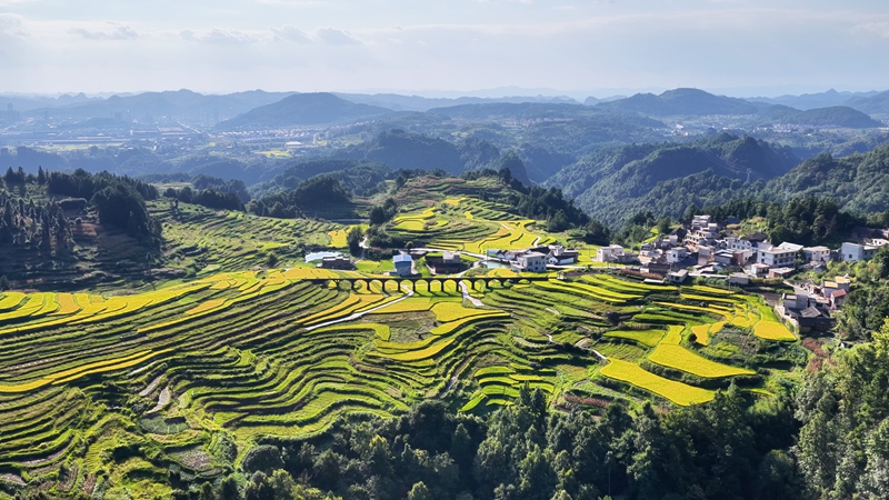 稻浪翻涌！快來邂逅獨山高岩梯田的秋日浪漫 (6)