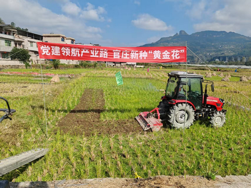黃花菜種植。
