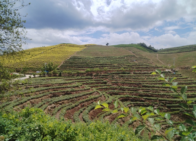 盛豐茶葉農民專業合作社茶葉種植基地。