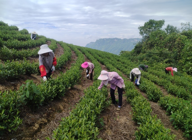 茶園管護。