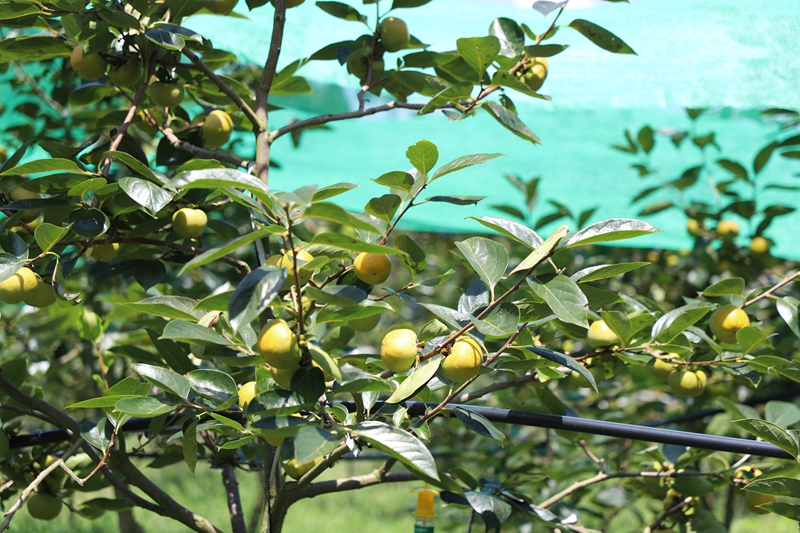 返乡青年徐永鸿的秋甜柿种植基地。