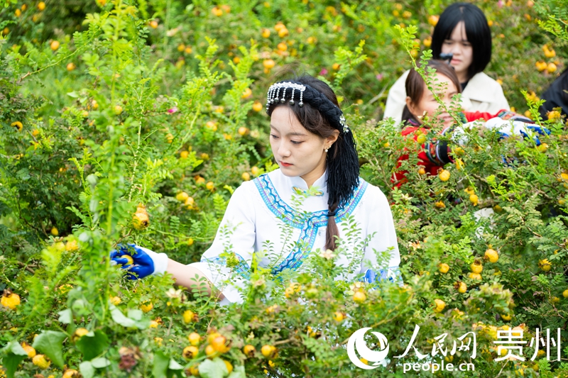 刺梨飘香迎丰收。人民网 阳茜摄