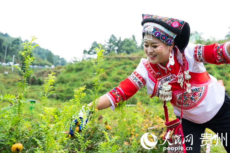 刺梨飘香迎丰收。人民网 阳茜摄