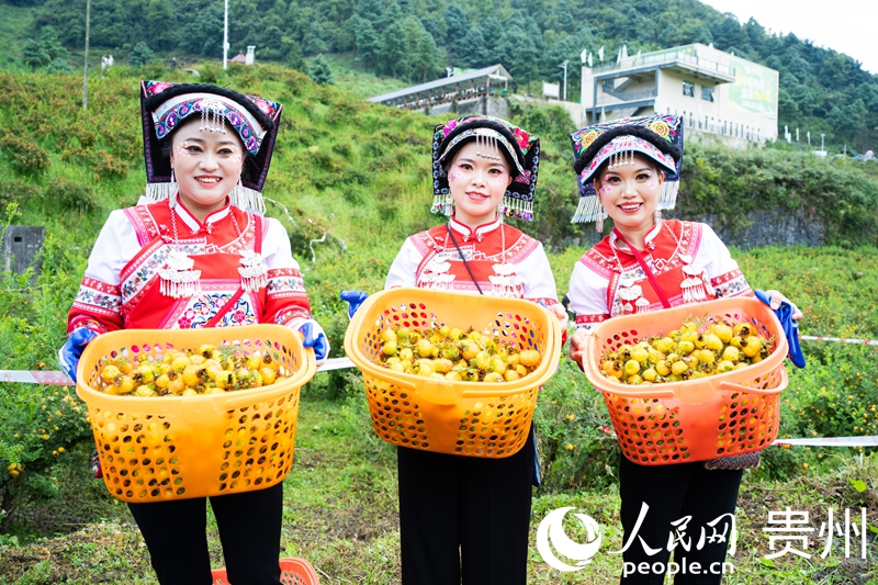 刺梨飘香迎丰收。人民网 阳茜摄