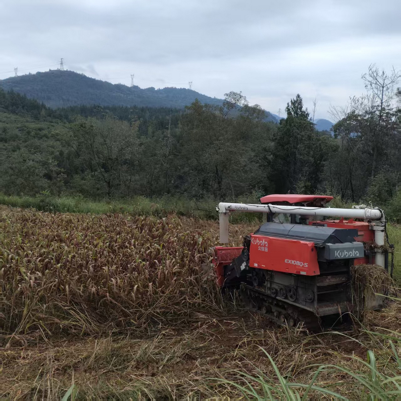 鬆桃紅櫻子高粱種植基地，收割機搶收高粱。