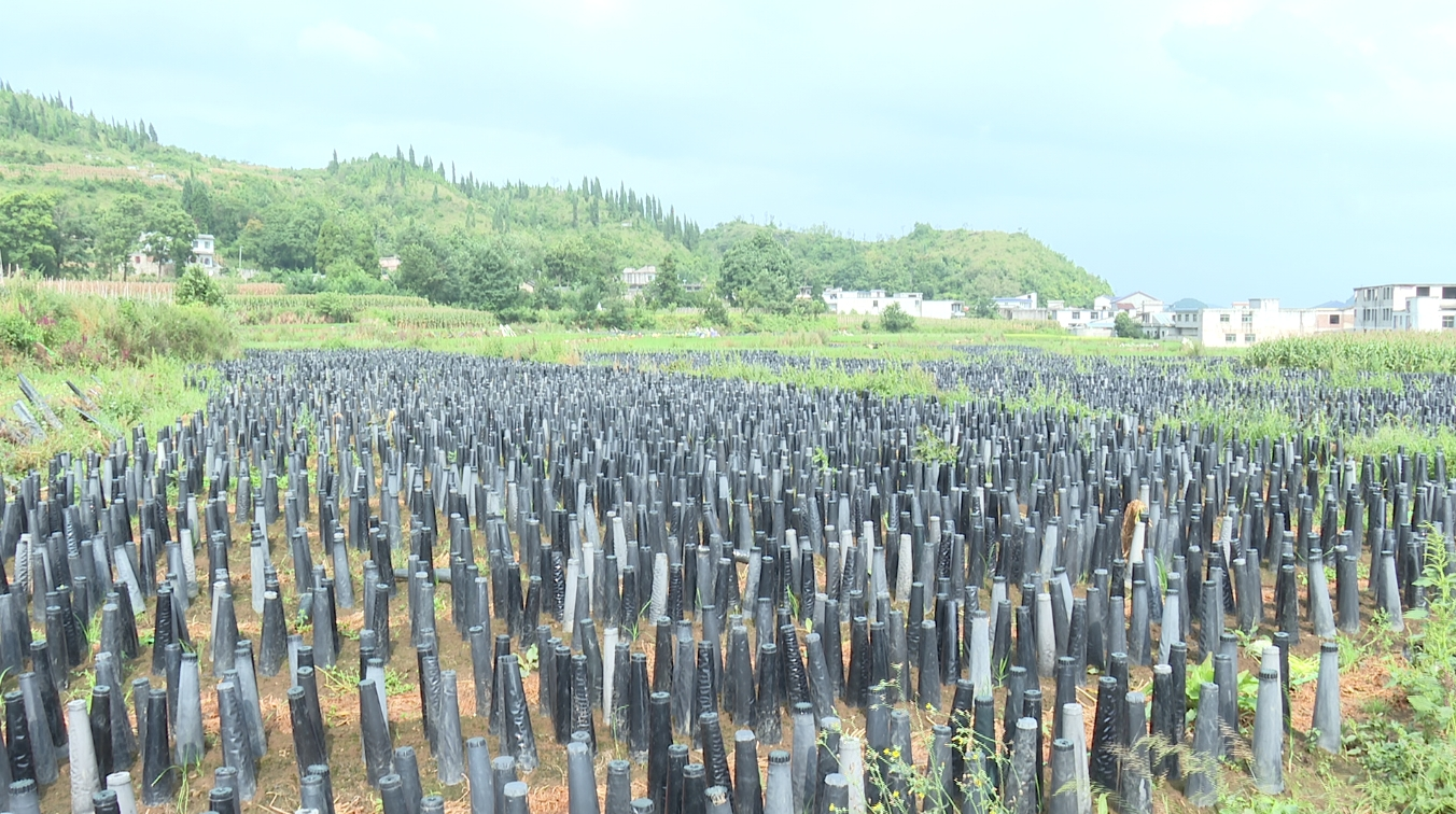圖為韭黃種植基地。