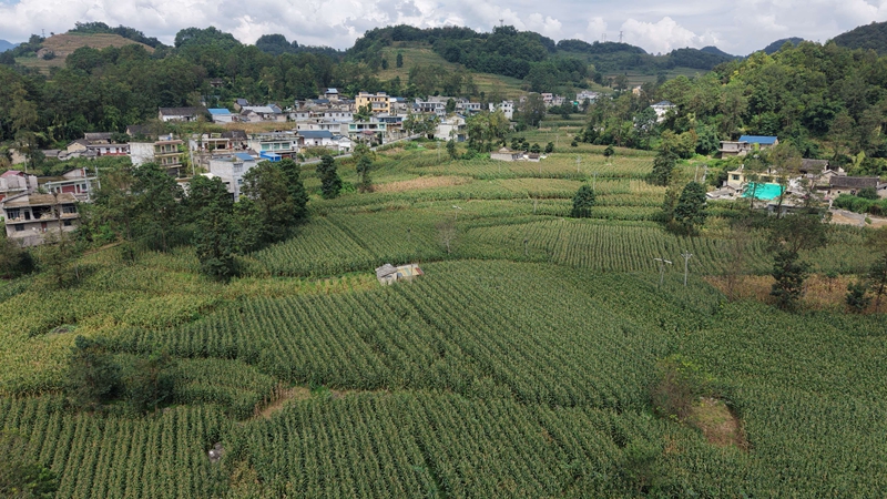 玉米綠色高產高效項目航拍圖.jpg