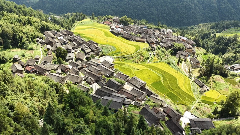 秋日稻田与村庄美景.jpg