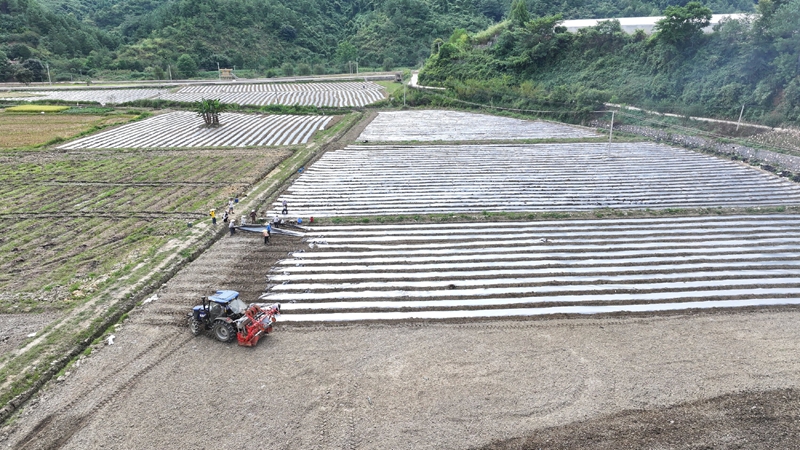 沫陽鎮沫陽村“秋延晚”辣椒種植現場.JPG