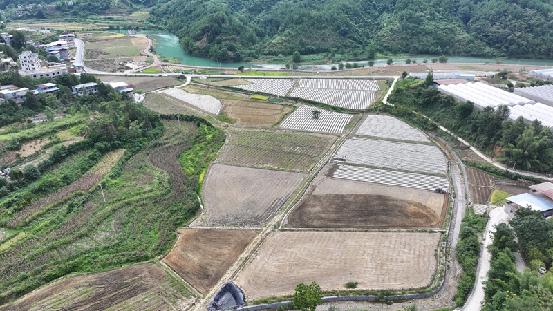 沫陽鎮秋冬蔬菜種植基地一角.JPG